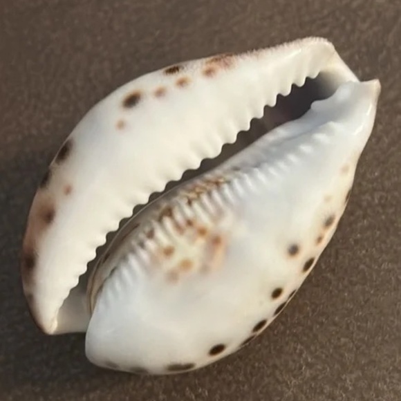 “Key West 2010” engraved sea shell - Picture 9 of 12